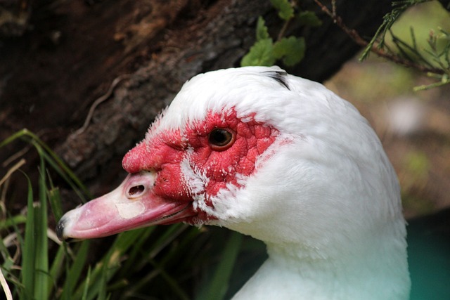 上半場未能 上半場未能