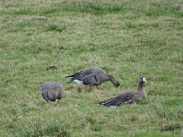 仅仅是本国 仅仅是本国